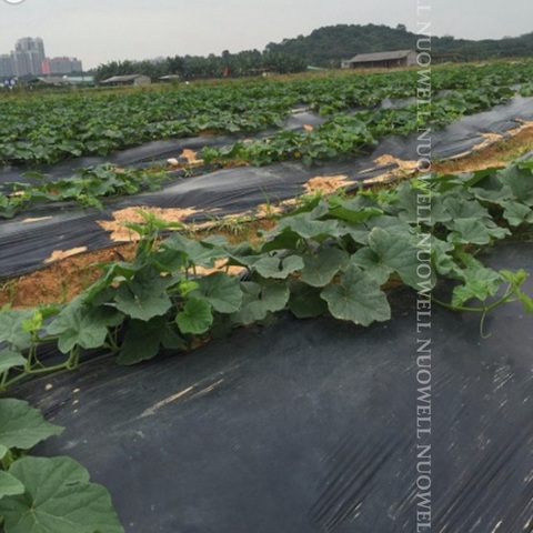 Película negra para agricultura, 25m, 0,6 ~ 2m de espesor, 0,01mm, para plantación de verduras, lámina plástica para abono, Control de plantas y malas hierbas, mantiene el calor ► Foto 1/6