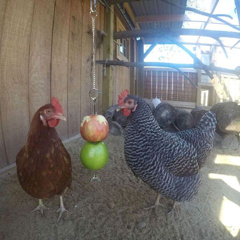 Brochetas de acero inoxidable para comida de aves y pollo, soporte de frutas para gallinas, alimentador de verduras colgante, juguete de forrajeo, pincho para tratamiento de aves ► Foto 1/6