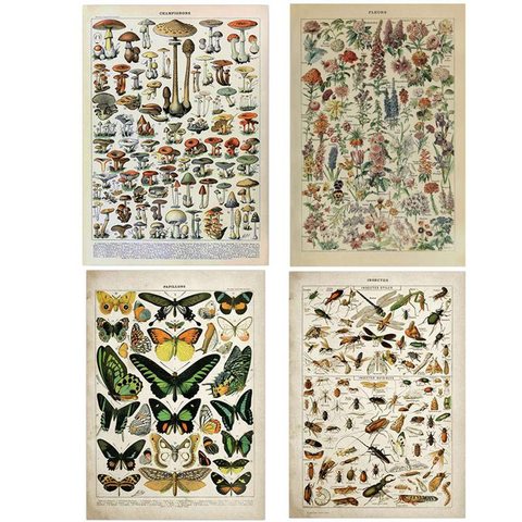 Pintura en lienzo Vintage de Adolphe Millot, carteles e impresiones de mariposas, flores e insectos, imágenes artísticas de pared para decoración del hogar ► Foto 1/6