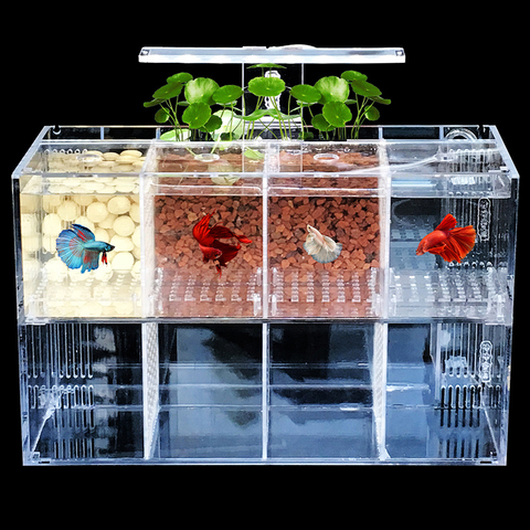 Caja de aislamiento para cría de freír peces pequeños y creativos, tanque acrílico para acuario, regalo con luz LED ► Foto 1/5