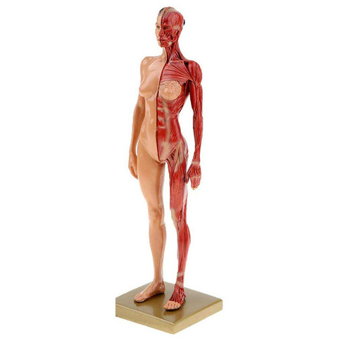 Estatua de músculos humanos para mujer, 30cm, escultura anatómico humano, esqueleto de anatomía, artista médico, suministros de herramientas de dibujo ► Foto 1/4