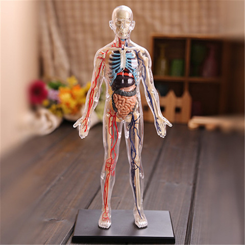 4D 1:6 transparente y 22 piezas blando cuerpo humano interno anatomía de los órganos enseñanza médica rompecabezas de juguete ► Foto 1/6