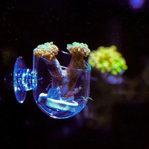 Mini maceta acrílica para plantación de césped Coral, taza de chupete de Coral anémona, Tanque De Agua de peces, planta de gusano rojo, tazón de alimentación para acuario ► Foto 1/5