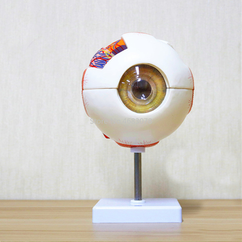 6 veces modelo de anatomía del ojo humano ENT Oftalmología Eyeball estructura interna Cornea iris lente vitreo ► Foto 1/4