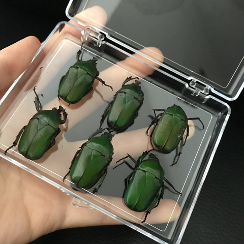 Espécimen de Insecto Real, ayudas para enseñanza educativa escolar, decoración de Material artístico-scarabeus verde ► Foto 1/6