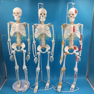 Modelo de esqueleto humano de 85cm, sistema nervioso de columna muscular, equipo de enseñanza educativa, modelo de anatomía de esqueleto ► Foto 1/6