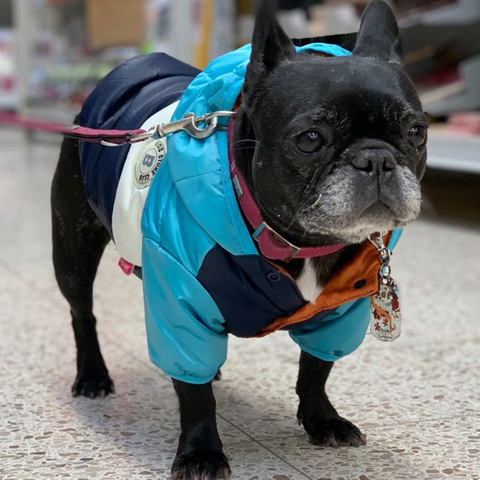 Chaqueta impermeable para perros grandes ropa cálida de otoño e invierno para perros pequeños y grandes, abrigos con capucha de Bulldog Francés, mono de Yorkshire ► Foto 1/6