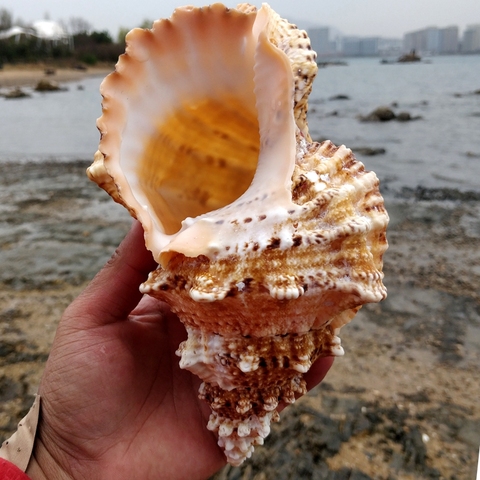 Espécimen de concha de playa natural grande para tanque de pesca, red schelp, decoración náutica para el hogar, decoración del banquete de boda, artesanías ► Foto 1/6