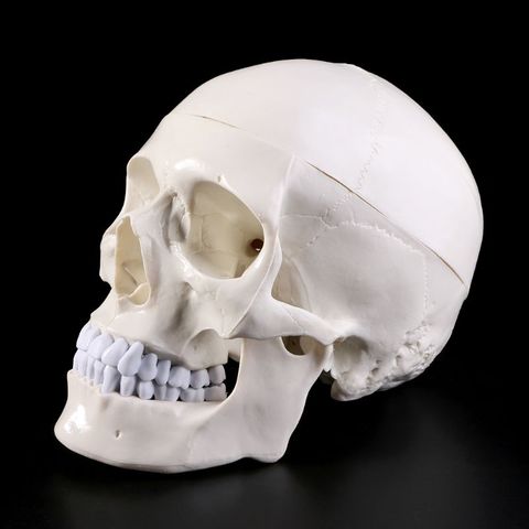 Anatómico humano anatomía cabeza cráneo esqueleto modelo de enseñanza de la escuela herramienta de estudio ► Foto 1/6