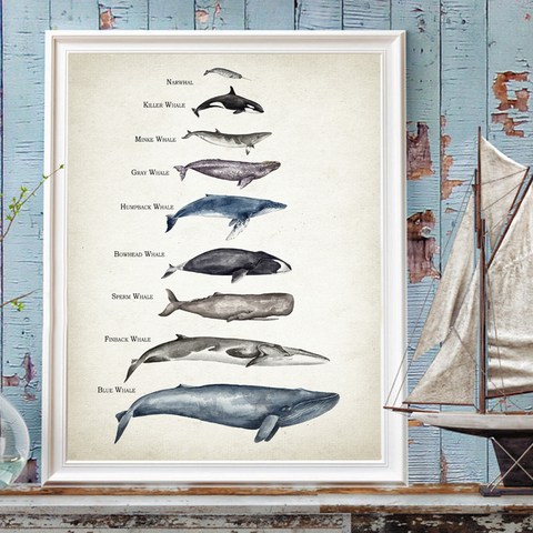 Las ballenas Comparación de tamaño gráfico impresión ballena acuarela, pintura educativos Poster para guardería pared imágenes artísticas decoración de la habitación de los niños ► Foto 1/6