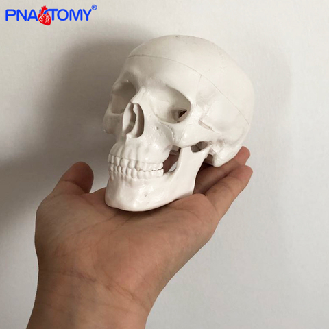 Mini modelo anatómico de cráneo humano cabeza modelo médico barato cráneo anatomía modelo conveniente de PVC herramienta de enseñanza pintura esculpir utilizado ► Foto 1/6