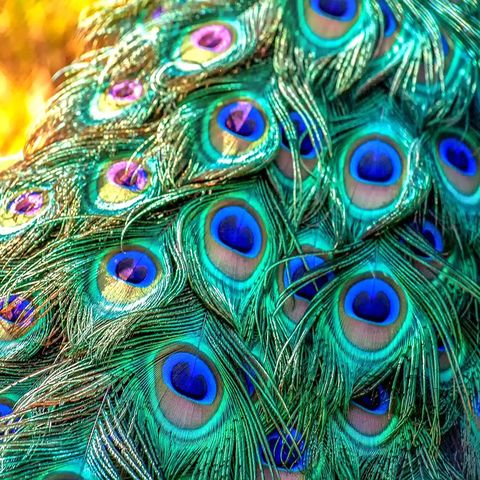 20 uds/lote plumas naturales de pavo real de alta calidad para artesanías decoración de fiesta 25-32CM DIY joyería jarrón para el hogar plumas Accesorios ► Foto 1/6