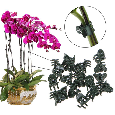 Clip de plástico especial para jardín, clip para Injerto de Phalaenopsis, para plantas, vid, vástago de Orquídea, herramienta de jardinería, paquete de soporte, 20 Uds. ► Foto 1/6