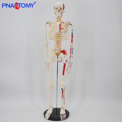 Modelo de esqueleto musculoso humano de 85cm de altura, brazos y piernas flexibles empaquetados en espuma, sistema de esqueleto humano, herramienta de estudio anatómica ► Foto 1/6