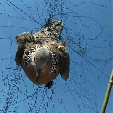 Alta calidad prevenir grandes aves jardín pájaro redes anti-niebla redes no daño aves huertos pájaro redes ► Foto 1/6