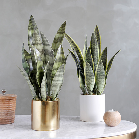 Plantas artificiales de Sansevieria, decoración de bonsái, hojas de plástico falsas, suculentas del desierto, plantas, Agave, hogar, oficina, decoraciones de jardín ► Foto 1/6