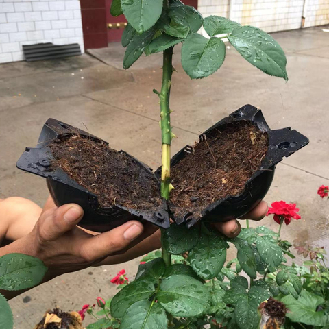 Bolas de enraizado para plantas, caja para cultivo de raíces de plantas para jardín, 5cm de diámetro, 5 uds. ► Foto 1/6