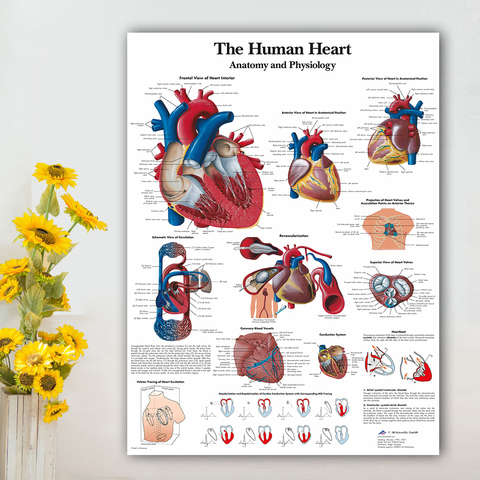 Cuadro sobre lienzo del corazón humano para decoración del hogar, póster del sistema de músculos de la anatomía humana, imágenes para la educación médica ► Foto 1/6
