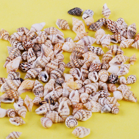Lote de conchas variadas pequeñas de 1-2 cm, decoración para el hogar, artesanía Natural, concha marina, acuario, paisaje, 100 unidades ► Foto 1/5