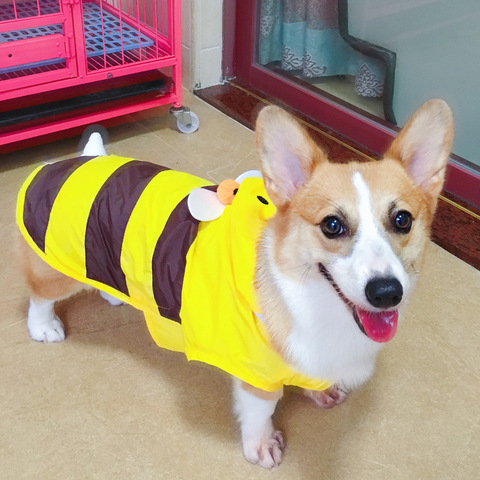 Corgi-chubasquero para perros, ropa impermeable de perro, Pomeranian, Schnauzer, Pug, Bulldog Francés, Shiba Inu Golden Retriever ► Foto 1/6