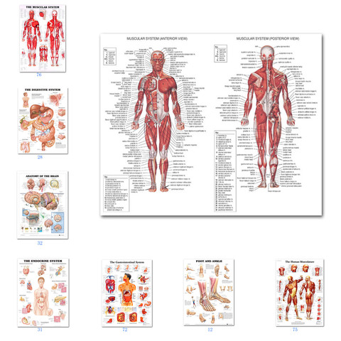 Carteles del sistema Muscular, paño de seda, tabla de anatomía del cuerpo humano, escuela, ciencia médica, suministros educativos, decoración del hogar ► Foto 1/6