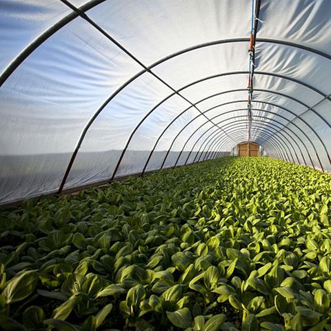 Invernadero de poliester para jardín agrícola, marco de Metal Protector para invernadero de árboles frutales y uvas, paneles de techo, invernadero de aluminio ► Foto 1/6