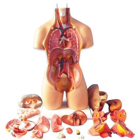 Cuerpo anatómico del Torso humano para niños, modelo de anatomía, órgano interno, molde de enseñanza médica, juguete educativo interactivo para padres e hijos ► Foto 1/6