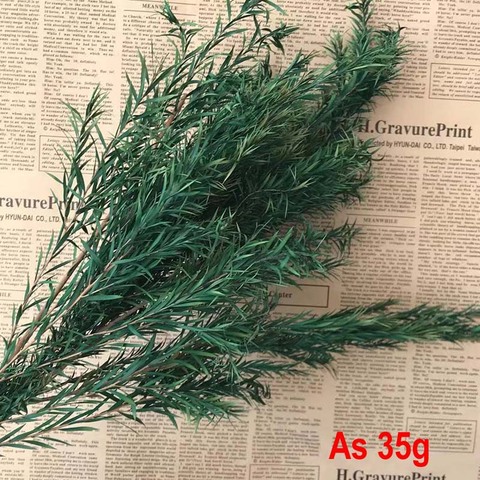 15-45CM/35g Real seca preservado Natural Melaleuca de eterna hierba para siempre fresco y seco de las plantas para la decoración de Navidad ► Foto 1/5