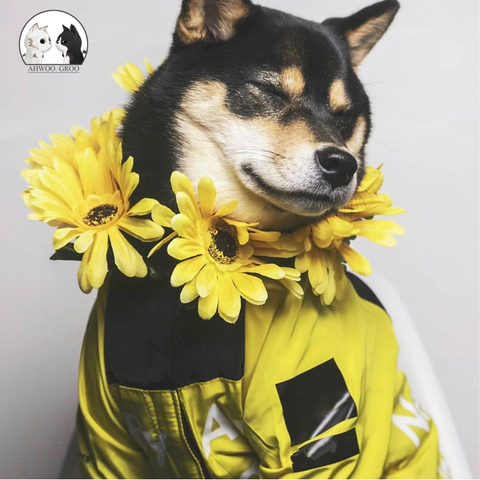 Chaqueta impermeable para perro mascota, ropa reflectante a prueba de viento para mascotas pequeñas, abrigo para mascota grande ► Foto 1/6