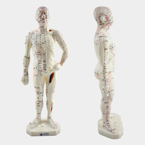 Meridianos de medicina Médica China/Inglés, modelo de moxibustión de acupuntura, maniquí de punto de acupuntura, 26cm ► Foto 1/3