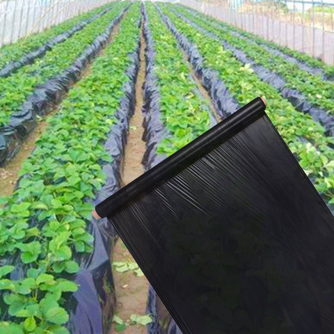 Película de plástico especial para cultivo de plantas, mantillo negro de deshierbe para agricultura, espesado de 0,8 m de ancho, 0,01mm, para invernadero de verduras, fresas ► Foto 1/6