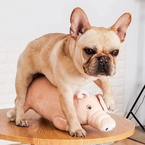 Perro juguete celo juguete perro sexo ventilación juguetes de peluche perro de juguete compañero francés mascota Bulldog gato de juguete compañero ► Foto 1/5