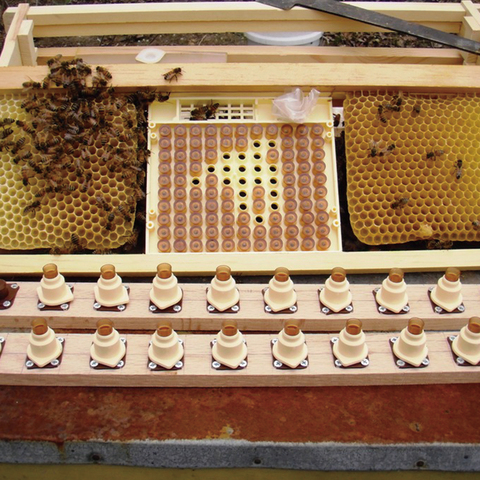 Kit de cría de abejas, Herramientas de apicultura de plástico, sistema de Larva de abeja, gusanos de movimiento para apicultor, 1 Juego ► Foto 1/6