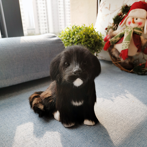 Juguete realista de felpa suave para niños, juguete de simulación de perro, cachorro, regalo de cumpleaños y Navidad, modelos de animales realistas, juguete de aprendizaje ► Foto 1/6