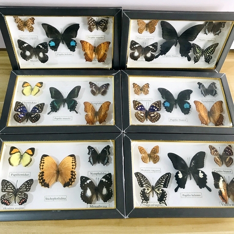 Mariposa bonita, colección de Material educativo Real, espécimen de mariposa, decoración de Material artístico ► Foto 1/6