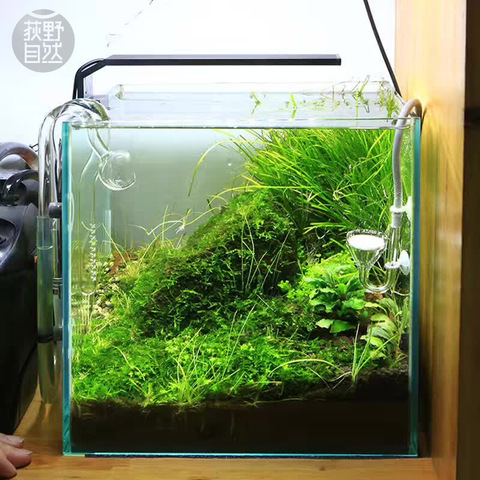 Chihiros-planta de agua para acuario, tanque de peces estilo ADA, Luz LED para crecimiento de plantas, Miniclip, serie C ► Foto 1/6