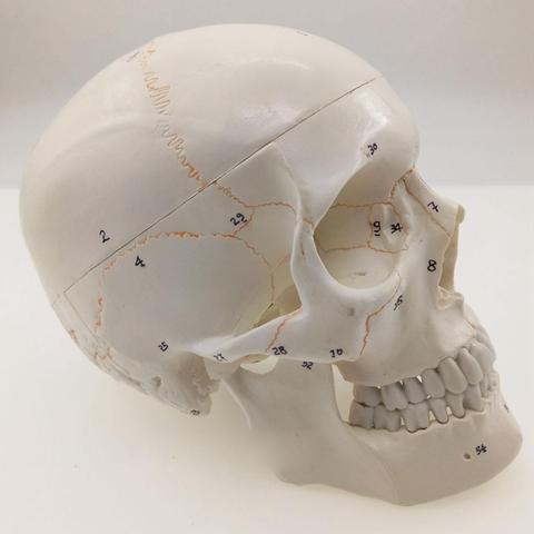 Cráneo humano con números, modelo Natural de tamaño real, sutura ósea, mate claro, PVC, enseñanza, medios de aprendizaje ► Foto 1/4