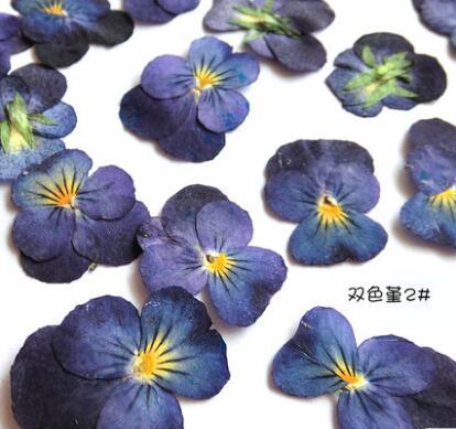 10 unids/lote dos color dulce violeta pequeña flores secas flor seca materiales para diy marcador de la cáscara del teléfono móvil de tarjeta ► Foto 1/1