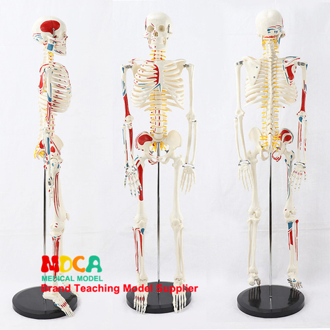 MGG205-máquina médica de entrenamiento de yoga, modelo de esqueleto humano de 85CM, con inicio y parada del esqueleto, para enseñar columna vertebral, tipo de Pilar humano, 2,5 ► Foto 1/6