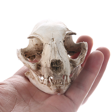 Realista calavera de gato, esqueleto de resina Escala de cabeza modelos de decoración, 6,5x6,5x9cm ► Foto 1/6