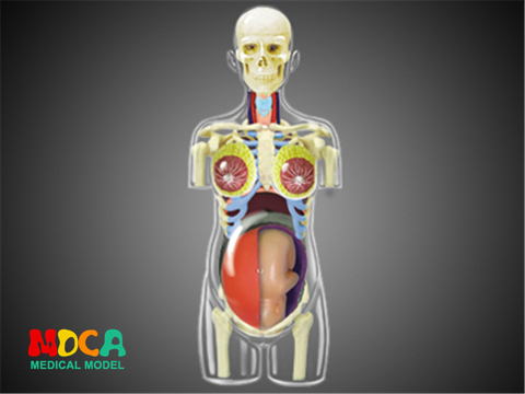 El embarazo 4d maestro rompecabezas de juguete órgano del cuerpo humano modelo médico anatómico modelo de enseñanza ► Foto 1/1