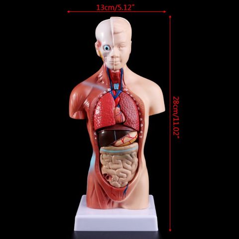 Médico accesorios modelo Torso humano cuerpo modelo de anatomía, anatómico médico los órganos internos para la enseñanza ► Foto 1/6