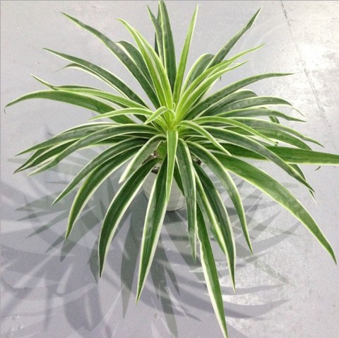 Plantas de plástico Artificial Chlorophytum rama hogar plantas decorativas falsas decoración de la Mesa en macetas de interior sin maceta ► Foto 1/6