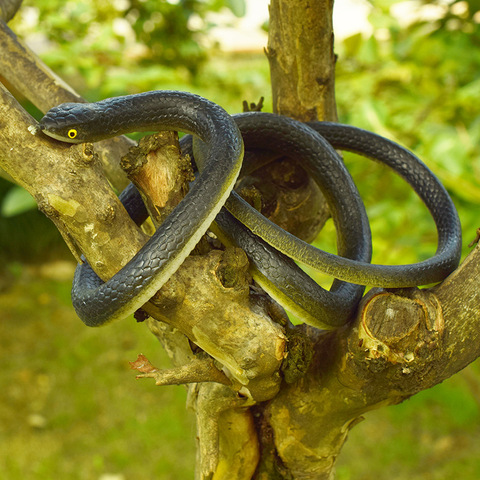 Juguete de broma De Serpiente falsa para fiestas, juguete de Horror suave y terrorífico para regalo de Halloween, regalo de broma de 80cm ► Foto 1/6