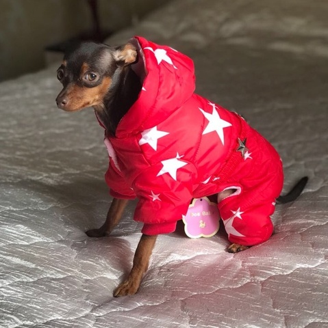 Ropa de algodón para mascotas, abrigo grueso de invierno, sudaderas con capucha para cachorros y perros, productos para mascotas gatos baratos, Rusia ► Foto 1/6