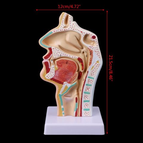 Médico accesorios modelo gastos de envío gratis anatómico humano cavidad Nasal la maqueta médica de anatomía herramienta de enseñanza ► Foto 1/6