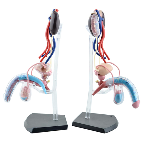 Sistema reproductivo masculino 4d órgano del cuerpo humano modelo médico anatómico modelo de enseñanza ► Foto 1/4