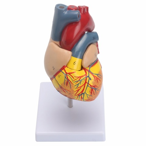 Anatómicos humanos vida tamaño corazón modelo médico-Cardiovascular anatomía 21x11x11cm ► Foto 1/6