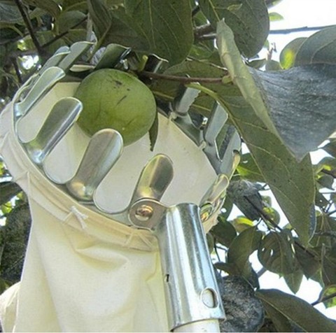 De Metal recolector de frutas conveniente hortícolas recolector de frutas jardinería Apple Peach utensilios para coger piezas ► Foto 1/3