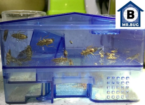 Trampas para cucarachas receptor cucaracha caja vienen con cebo, cock Roach repeller Killer insectos Control de plagas seguro y no tóxico ► Foto 1/1